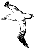 Drawing of Short-tailed Albatross by Tim Manolis