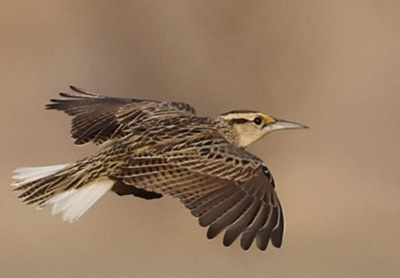 Chihuahuan Meadowlark