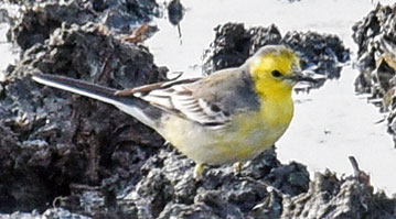 Citrine Wagtail
