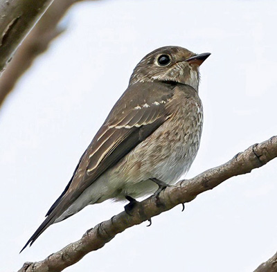 Dark-sided Flycatcher