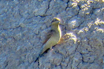 Eurasian Wryneck