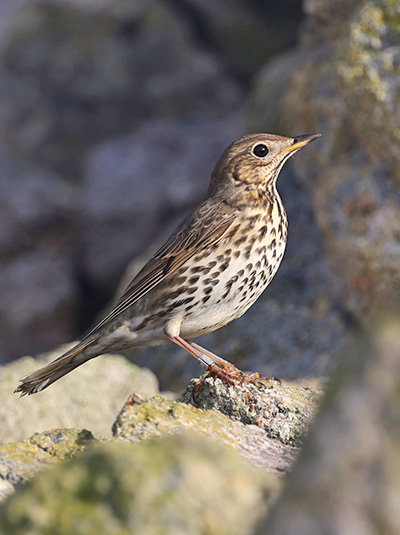 Song Thrush