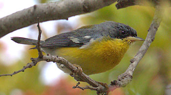 Tropical Parula