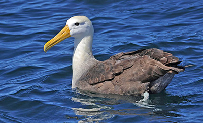 Waved Albatross