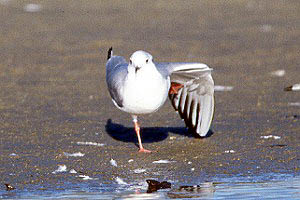 Black-headed Gull