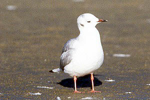 Black-headed Gull