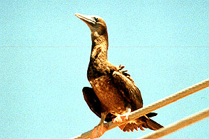 Brown Booby