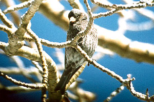Black Rosy-Finch