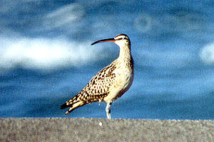 Bristle-thighed Curlew