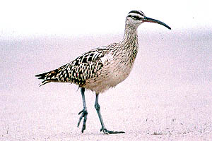 Bristle-thighed Curlew