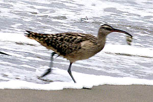 Bristle-thighed Curlew