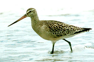 Bar-tailed Godwit