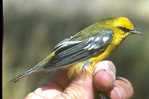 Blue-winged Warbler