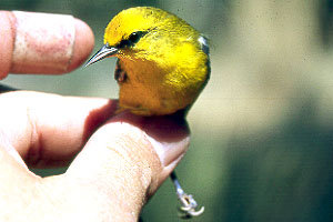 Blue-winged Warbler