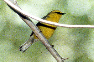 Blue-winged Warbler