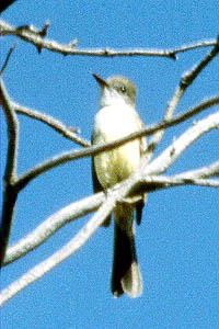 Dusky-capped  Flycatcher