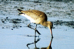 Hudsonian Godwit