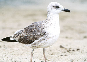 Lesser Black-backed Gull