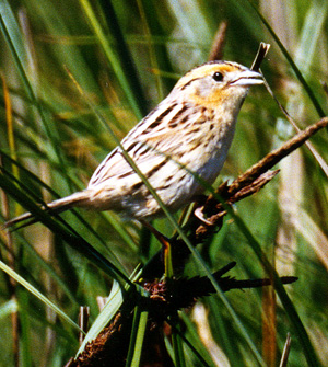 Le Conte's Sparrow