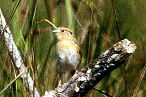 Le Conte's Sparrow
