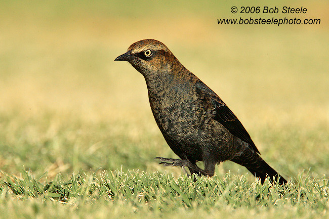 Rusty Blackbird Euphagus carolinus