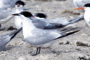 Sandwich Tern