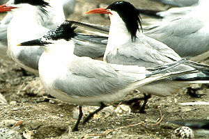 Sandwich Tern