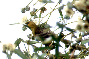 Streak-backed Oriole