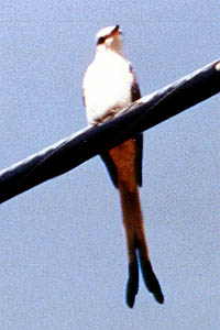 Scissor-tailed Flycatcher