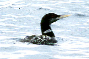 Yellow-billed Loon