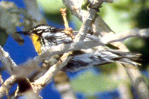 Yellow-throated Warbler